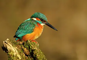 Mario Cea: Common Kingfisher adult male perched on branch