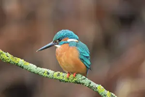Alcedo: Common Kingfisher - adulte male perched - Germany