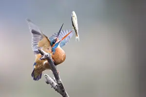 Alcedo: Common Kingfisher (Alcedo atthis) adult female