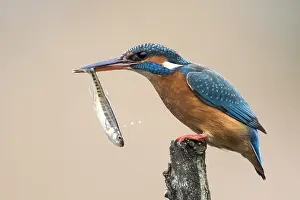 Alcedo: Common Kingfisher (Alcedo atthis) adult female