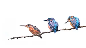 Alcedo: Common Kingfisher (Alcedo atthis) on a branch on