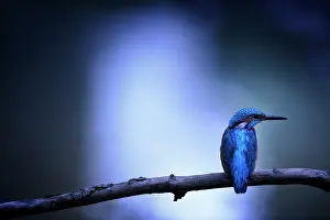 Alcedo: Common Kingfisher (Alcedo atthis) on a branch in