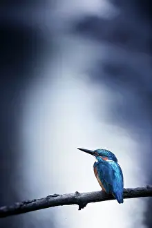 Alcedo: Common Kingfisher (Alcedo atthis) on a branch in
