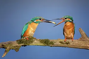 Bridal: Common kingfisher (alcedo atthis) Couple at bridal