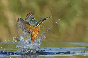 Hunt: Common Kingfisher (Alcedo atthis) female hunting, Leiria