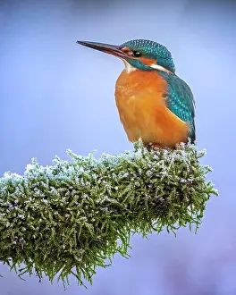 Kingfisher: Common kingfisher (Alcedo atthis) female on mossy