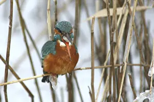 Reeds: Common Kingfisher (Alcedo atthis) female perched in reedbed
