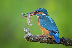 Pike: Common kingfisher (Alcedo atthis) female with pike