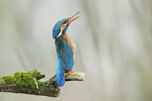 Alcedo: Common Kingfisher (Alcedo atthis) female stretc