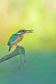 Alcedo: Common Kingfisher (Alcedo atthis) with a fish in