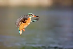 Kalmthout: Common Kingfisher (Alcedo atthis) flying