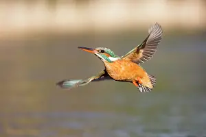 Kalmthout: Common Kingfisher (Alcedo atthis) flying