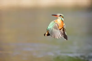Alcedo: Common Kingfisher (Alcedo atthis) flying