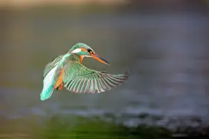Alcedo: Common Kingfisher (Alcedo atthis) flying