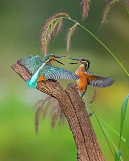 Attack: Common kingfisher (Alcedo atthis) Indicator of clean