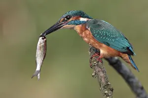 Kingfisher: Common Kingfisher (Alcedo atthis) juvenile, Saxony-Anhalt