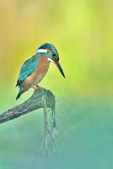 Focus: Common Kingfisher (Alcedo atthis) on the lookout