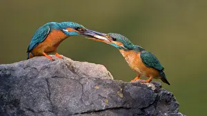 Giving: Common kingfisher (Alcedo atthis), male giving a