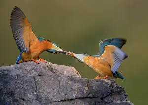 Giving: Common kingfisher (Alcedo atthis), male giving a