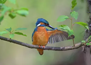 Nurse: Common kingfisher (Alcedo atthis), male on his natural