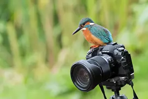 Alcedo: Common kingfisher (Alcedo atthis), male, sitting