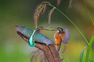 Argue: Common kingfisher (Alcedo atthis) Middle Elbe Biosphere