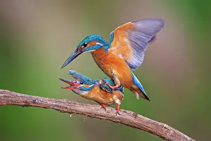 Copula: Common kingfisher (Alcedo atthis) pair at the copula