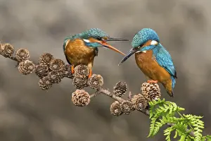 Kingfisher: Common Kingfisher (Alcedo atthis) pair perched on a branch