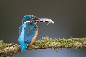 Alcedo: Common Kingfisher (Alcedo atthis) perching on a