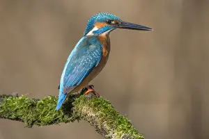 Alcedo: Common Kingfisher (Alcedo atthis) perching on a