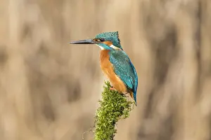 Alcedo: Common Kingfisher (Alcedo atthis) perching on a