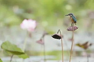 Wintering: Common Kingfisher Alcedo atthis Singapore BI031724
