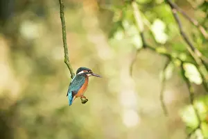 Alcedo: Common Kingfisher (Alcedo atthis) sitting on a branch looking for fish