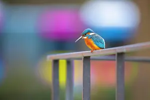 Iron: Common kingfisher (Alcedo atthis) sitting on iron