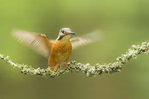 Alcedo: Common Kingfisher (Alcedo atthis) wings wide, T