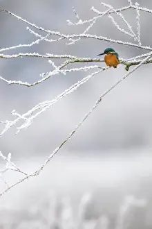 Kingfisher: Common kingfisher (Alcedo atthis) in winter, hoarfrost