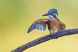 Alcedo: Common kingfisher (Alcedo atthis), young bird in