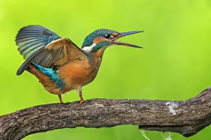 Argue: Common kingfisher ( Alcedo atthis) Young bird fighting