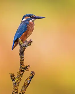 Hide: Common kingfisher (Alcedo atthis) young male on