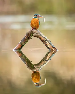 Alcedo: Common Kingfisher (Alecedo atthis) perching on