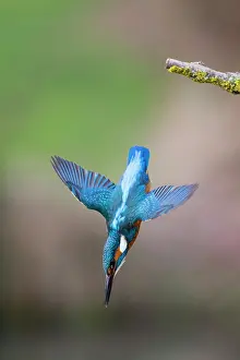 Alcedo: Common Kingfisher, diving after a fish, into a stream