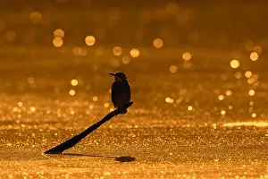 Kingfisher: Common kingfisher, Eurasian kingfisher (Alcedo atthis)