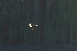 Moving: Common Kingfisher flight