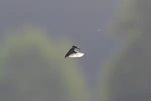 Moving: Common Kingfisher flight