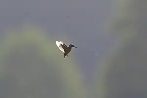Moving: Common Kingfisher flight