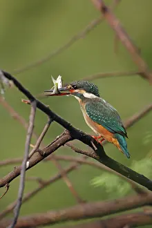 Keoladeo: Common Kingfisher, Keoladeo National Park