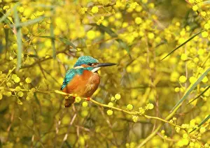 Mimosa: Common Kingfisher - perched in yellow flowering