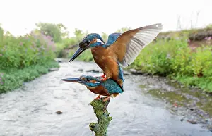 Alcedo: Common kingfishers (Alcedo atthis) mating on the