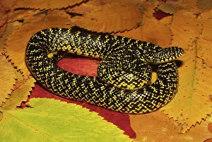Kingsnake: Common Kingsnake