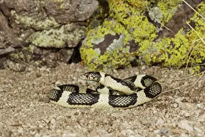 Kingsnake: Common Kingsnake - controlled conditions